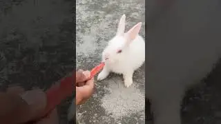My sweet bunny eating carrot 🥕 #my cutie pie