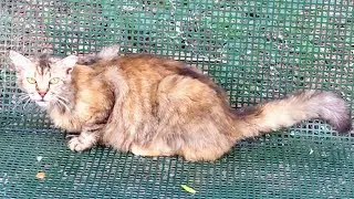 Кошка прыгает с горки 😻 Смешные коты 😹 Nice stray cat 🐅 Funny cats Animals Kucing lucu Meme Pet Meow