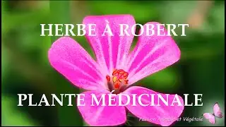 G&eacute;ranium Herbe &agrave; Robert, plante sauvage comestible et m&eacute;dicinale.