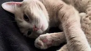 Purring? Or snoring? Very loud ゴロゴロ音？いびき？すやすや寝るアッシャー