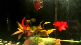 One-finned Year-Old Six-Inch Tiger Oscar & Pleco tankmate