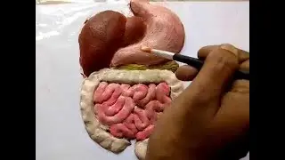 Digestive System Clay modelling | How to make a clay model Digestive system