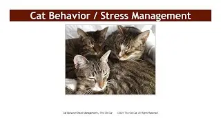 Cat Behavior & Stress Management for Cats - This Old Cat Videos No. 5