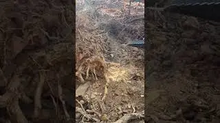 Stump removal with stump bucket #tractor #stumpbucket#kiotitractor#dirt#northga