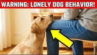 10 Signs Your Dog Is Lonely &ndash; That You Might Not Realize