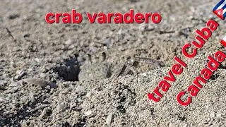 Varadero beach ⛱️ crab on the beach Cuba 🇨🇺 vacation 