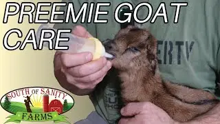 Saving Twin Goats Born Premature❤️