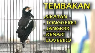 Pancingan burung JALAK SUREN | isian MEWAHH