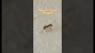 Calgary Pest Control& Exterminating Services - Pharaoh Ant Exterminator #pestcontrol