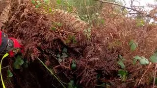Recherche au sang d'un sanglier en Foret de la hardouinais avec JAP
