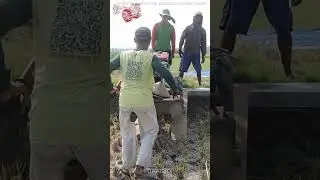 YANMAR Hand Tiller Tractor Working #shorts #tractor #traktor#трактор
