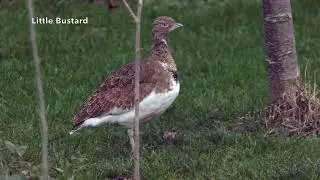 Little Bustard