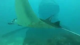 Diving Indonesia