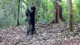 Sun bear back scratches in the wild!