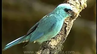 The beautiful Verditer Flycatcher