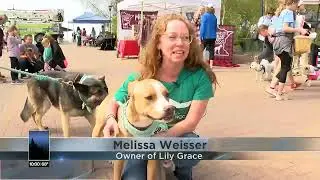 Animal Allies has a paws-itevly fun time at annual animal walk