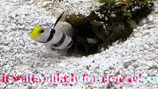 Fish and Shrimp BFFs (Aoao Aquarium, Sapporo, Japan)