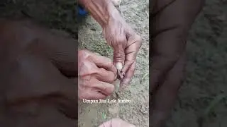 Umpan Jitu Lele Jumbo pakai cacing tanah