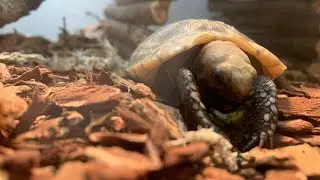 New pet turtle (name) SPIKY