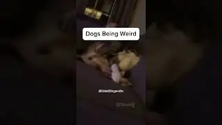 Dogs being weird😳 #dogs #funny #pets