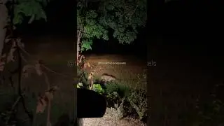 When The Tiger comes in front of your car 😳