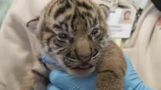 Critically endangered tiger cubs born at Jacksonville zoo