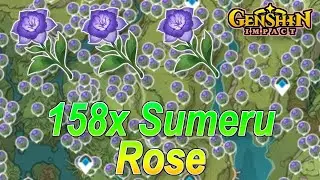 Genshin Impact - Guide 158x Sumeru Rose in Sumeru farmen!🔥