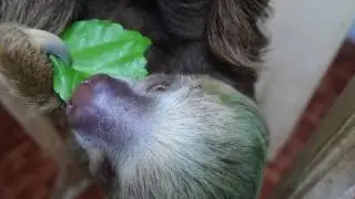 Sloth Eating ASMR