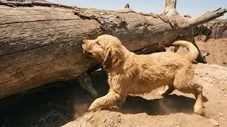 Brave Puppy Pushes Log to Stop Cars and Save Trapped Mother Dog