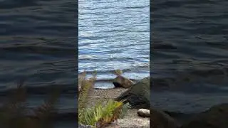 Deep Cove Shoreline | North Vancouver #travelvideo  #canada #northvancouver #relaxingvideo #travel
