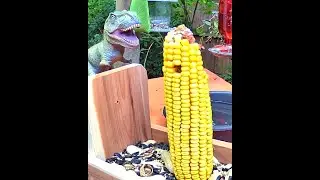 LIVE Backyard Bird & Critter Feeder Cam 🐦🦝 | Northeast, Ohio Wildlife