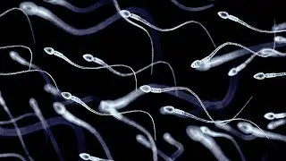 Spermien vergiften Konkurrenten und machen sie orientierungslos