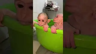 #monkey #monkeydluffy #funny #monkeys #cute #monkeyvideo #babymonkey #monkeybaby