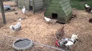 Chickens Rabbits and Guinea Pigs at Louis Tea Rooms
