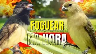 Papa capim siu siu com Fêmea chamando para Esquentar papa capim siu siu e papacapim siusiu