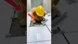 Этот человек &mdash; самый трудолюбивый работник на стройплощадке! 🐾🏗️ [2026] #шорты