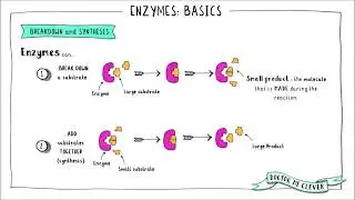 ENZYMES BASICS, Edexcel 9-1 GCSE Biology, Topic 1 Key Concepts in Biology