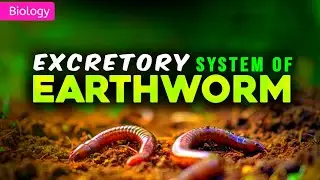 EXCRETORY SYSTEM OF EARTHWORM CLASS 11/ NEET || 3D ANIMATION ||  @PW-NEETWallah