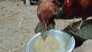 Chicken  home farming videos my first vlog#chicken#birds#eggs#viral#firstvlog#shorts 