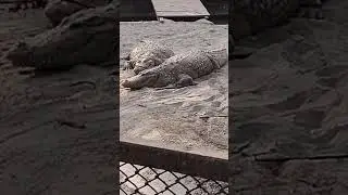 lazy alligator #lazy crocodiles# animals forkids#deer at delhi zoo#delhi
