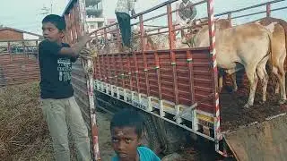 దేవరకద్ర మార్కెట్ లైవ్ 🔥 | ఈ రోజు పశువుల ధరలు | Devarkadra Cattle Market Today