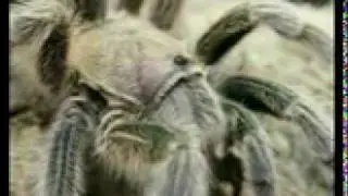 Chile Rose Tarantula (Bird Eating Spider)