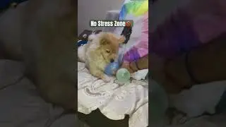 Anxiety buster things 🐶#dog #dogshorts #balloon #playing #therapy #trending #song #viralshorts