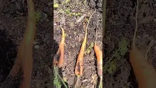 carrots and pests  #carrot #nature  #garden #gardening