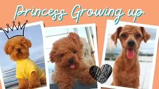 Our little Princess growing up 2 months up to 7 months (Toy Poodle) || Philippines