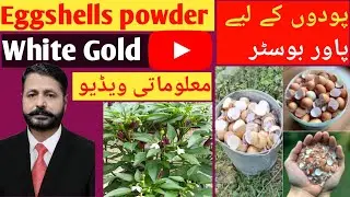 Andy k chilkon ka safoof Podon me kese istemal kren||How to Use Eggshells powder in Garden 🏡
