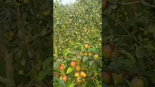 The plum tree bore a large quantity of plums #nature #plums #fruit