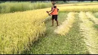 Texas Brand Brush cutter perfect solution for your Wheat cutting and paddy field.....