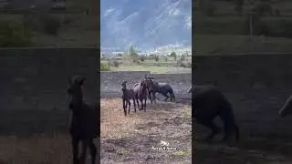 междусобойчик...#karach_horse #horse #horses #kavkaz #karachay #mountains #nature #fighting