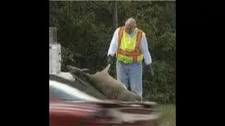 🤩DEAD DEER REMOVAL ESSEX COUNTY NEW JERSEY 862 658-2086 DEAD DEER REMOVAL ESSEX COUNTY NEW JERSEY 🤩